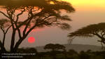 Serengeti Sunset by Aiwemor