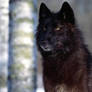 black wolf