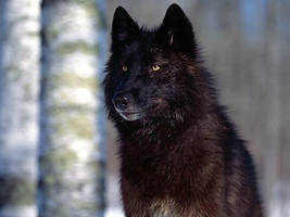 black wolf