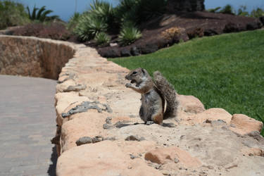 Fuerteventura friend