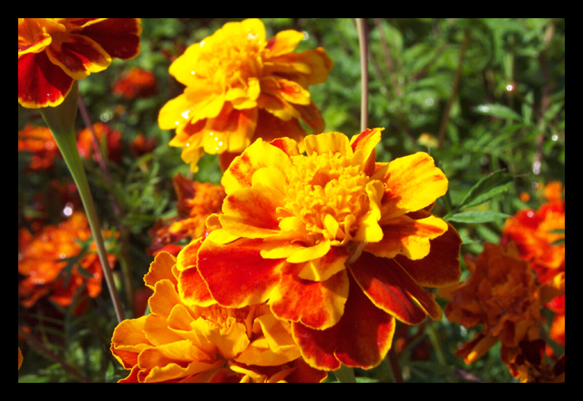 Marigolds