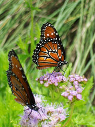 Orange Butterfly III