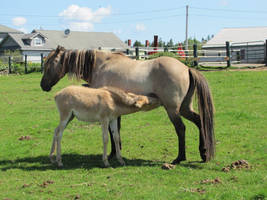 Chelsea and Her Foal