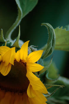 Sunflower.