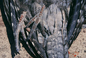 Tawny Frogmouth.5