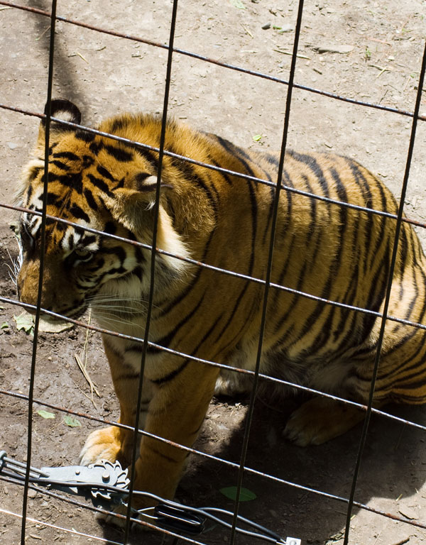 Behind iron bars by InsaneDrako on DeviantArt