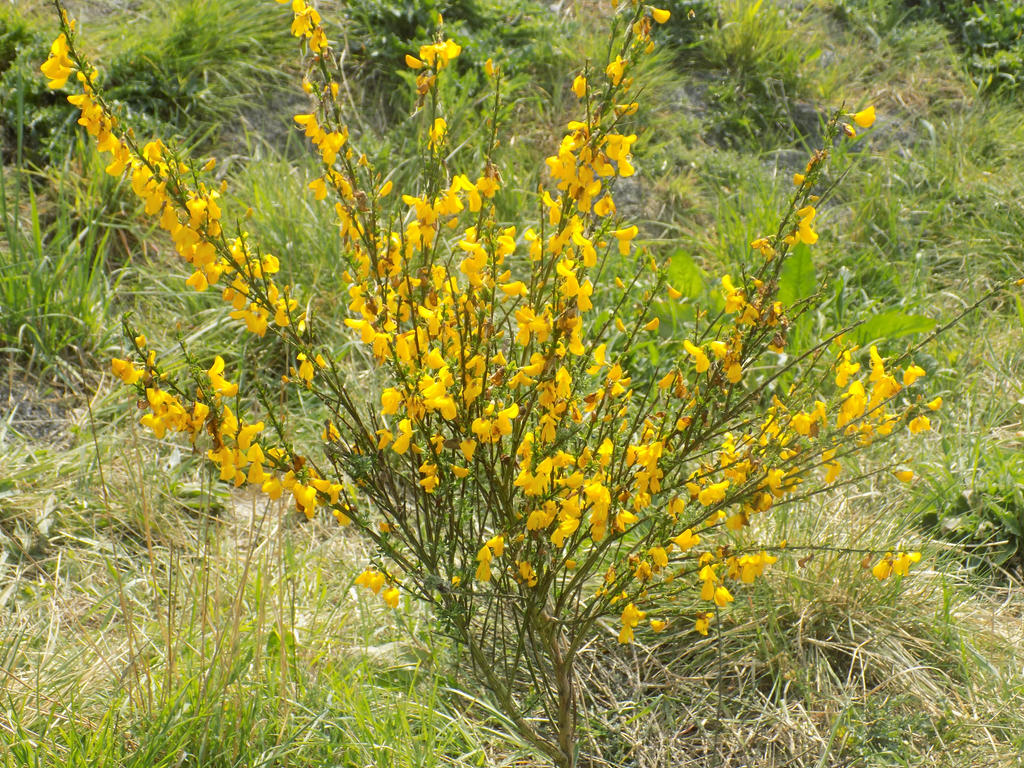 What's the name of this plant?