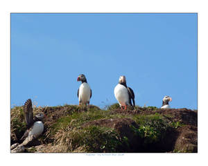 Puffins