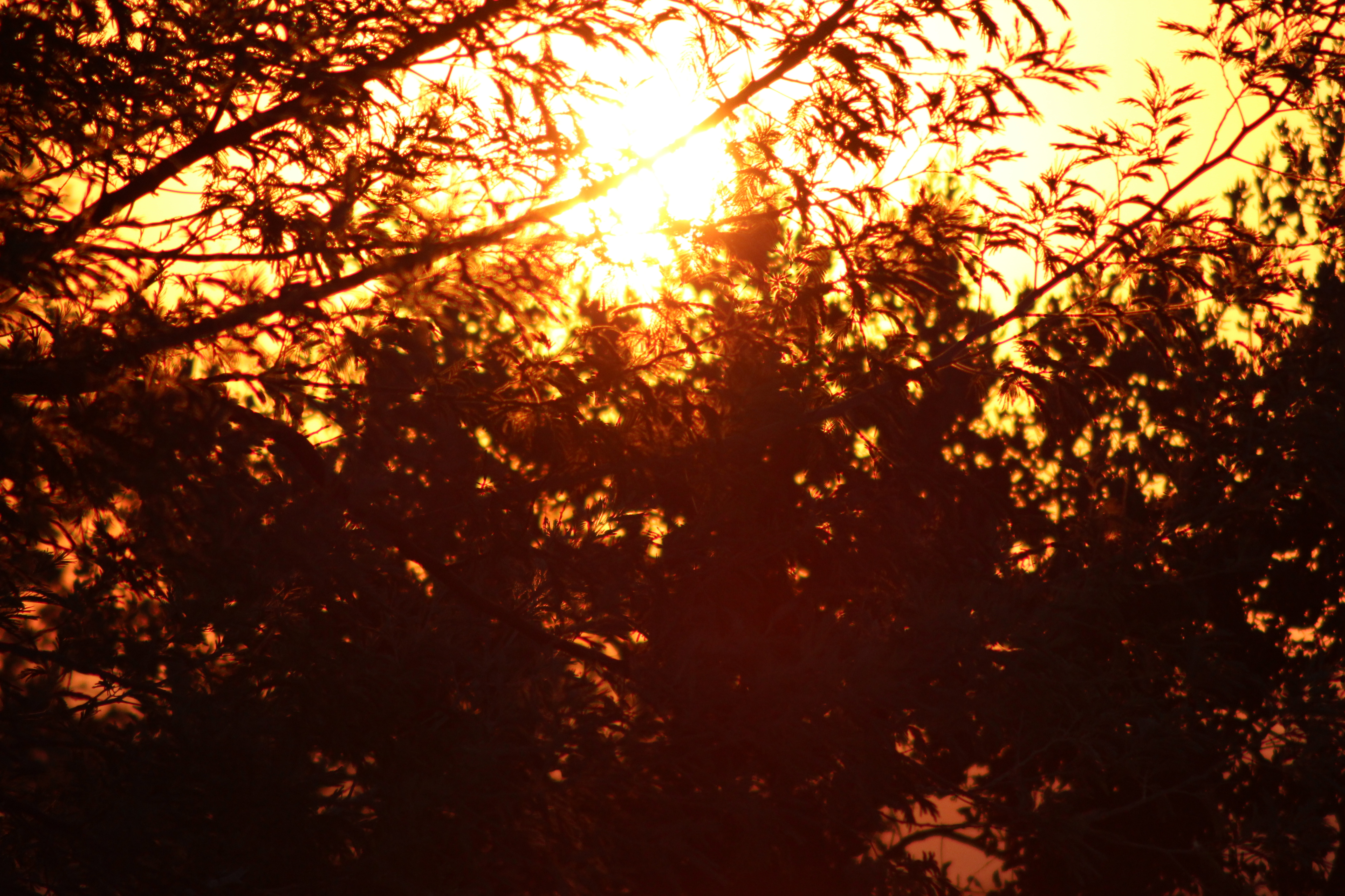 Sunset through the leaves