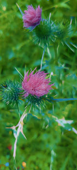 Spear Thistle 1