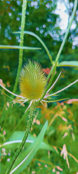 Spear Thistle 3 (the spikey boi)