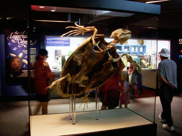 Turtle Skeleton
