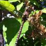 Dragonfly 1 Closeup 1