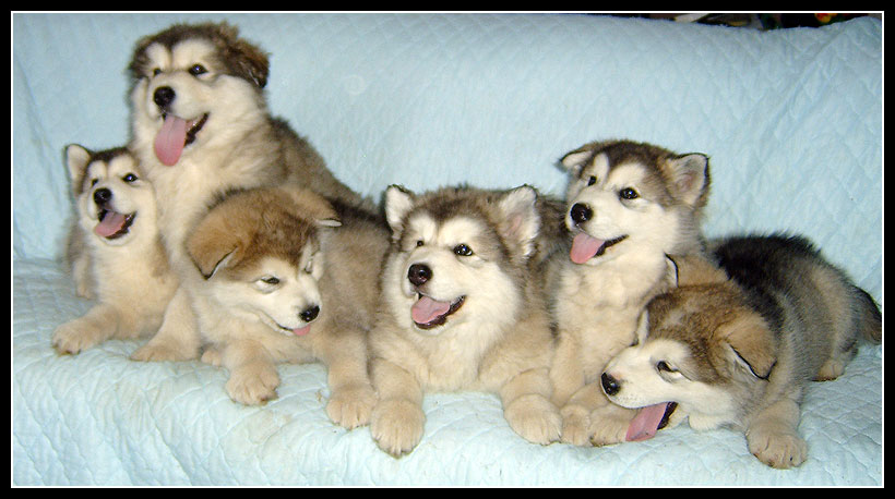 Malamute gang