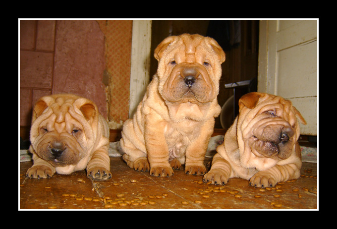 Sharpei triad