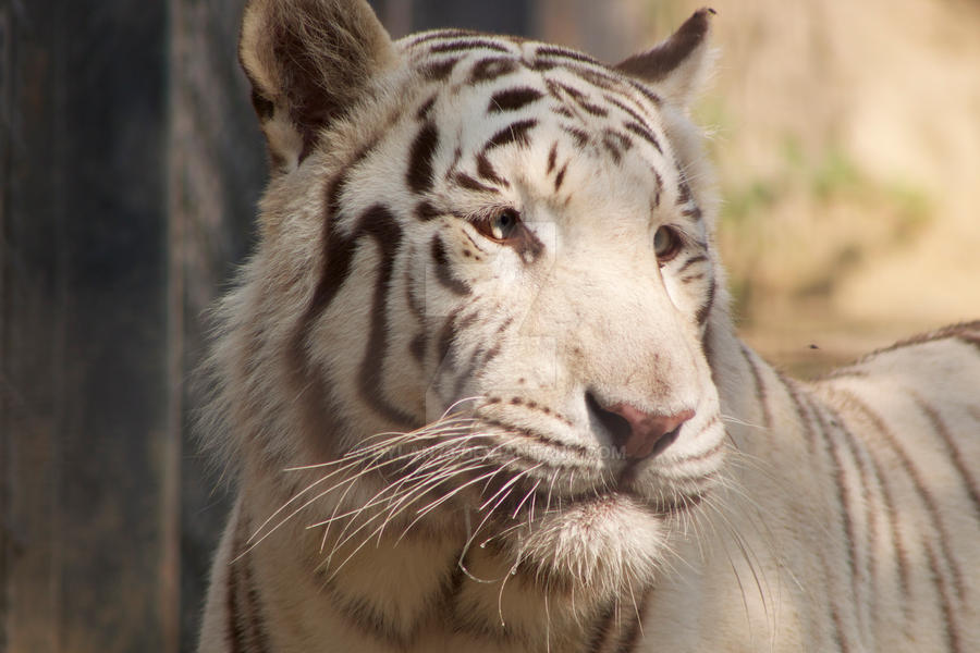 La tigre bianca by Dylan73 on DeviantArt