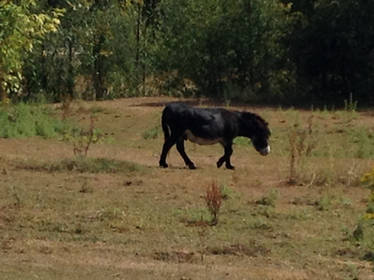 Explore the Best Blackburro Art | DeviantArt