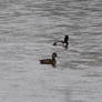 Ring Necked Ducks