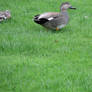 Gadwall Drake