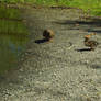 Mallard Hen and Immature