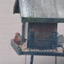 Finches