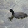 American Coot 4+