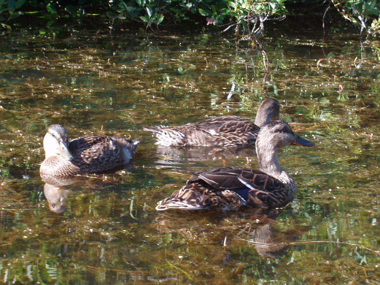 Mallard Hens 3 by TaionaFan369 on DeviantArt