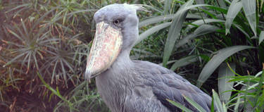 Shoebill