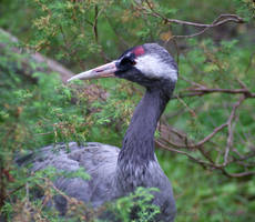 Romeo the Crane