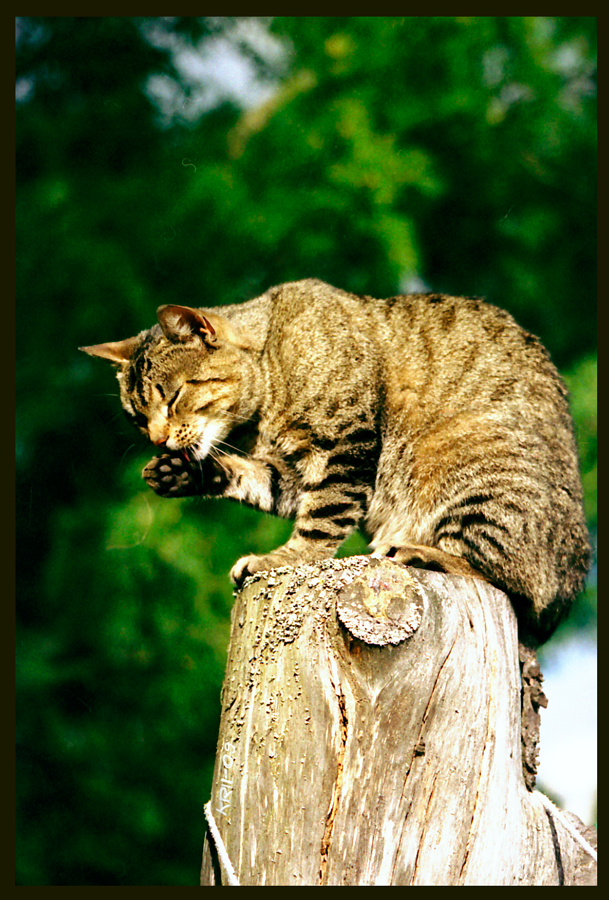 Tiger in that tree, look