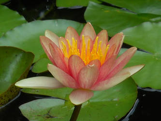 Water Lily