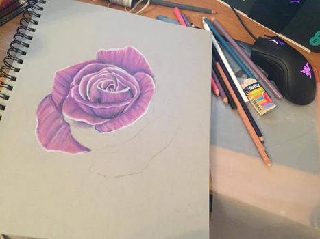 Prismapurple Rose