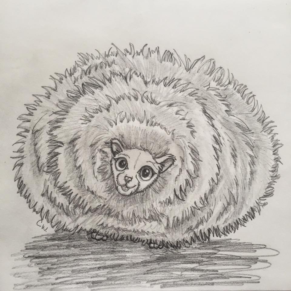 Pygmy Puff Drawing pygmy-puff-drawing