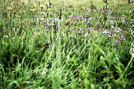 Field of Jade and Amethyst