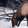 Canadian Elk