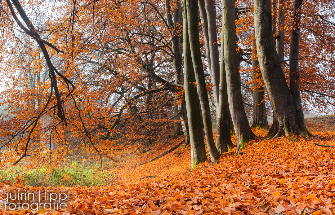 Rain of leafes