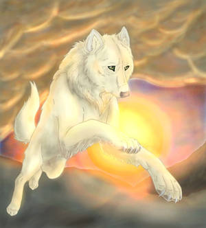 Wolf in sunrise