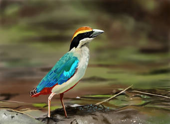 Fairy Pitta(this is a digital painting, not photo)