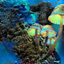 Mushroom Reef