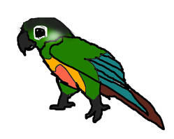 Green cheek conure ^-^