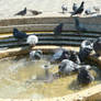 Pigeon Public Bath