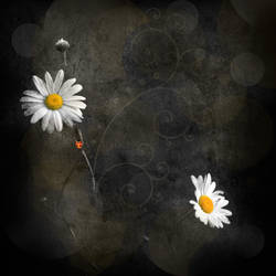 Daisies and ladybug