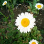 Daisy Bell