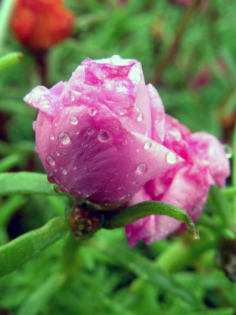 Moss Rose