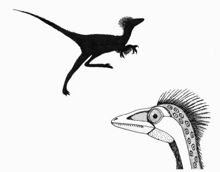 Sinornithoides youngi