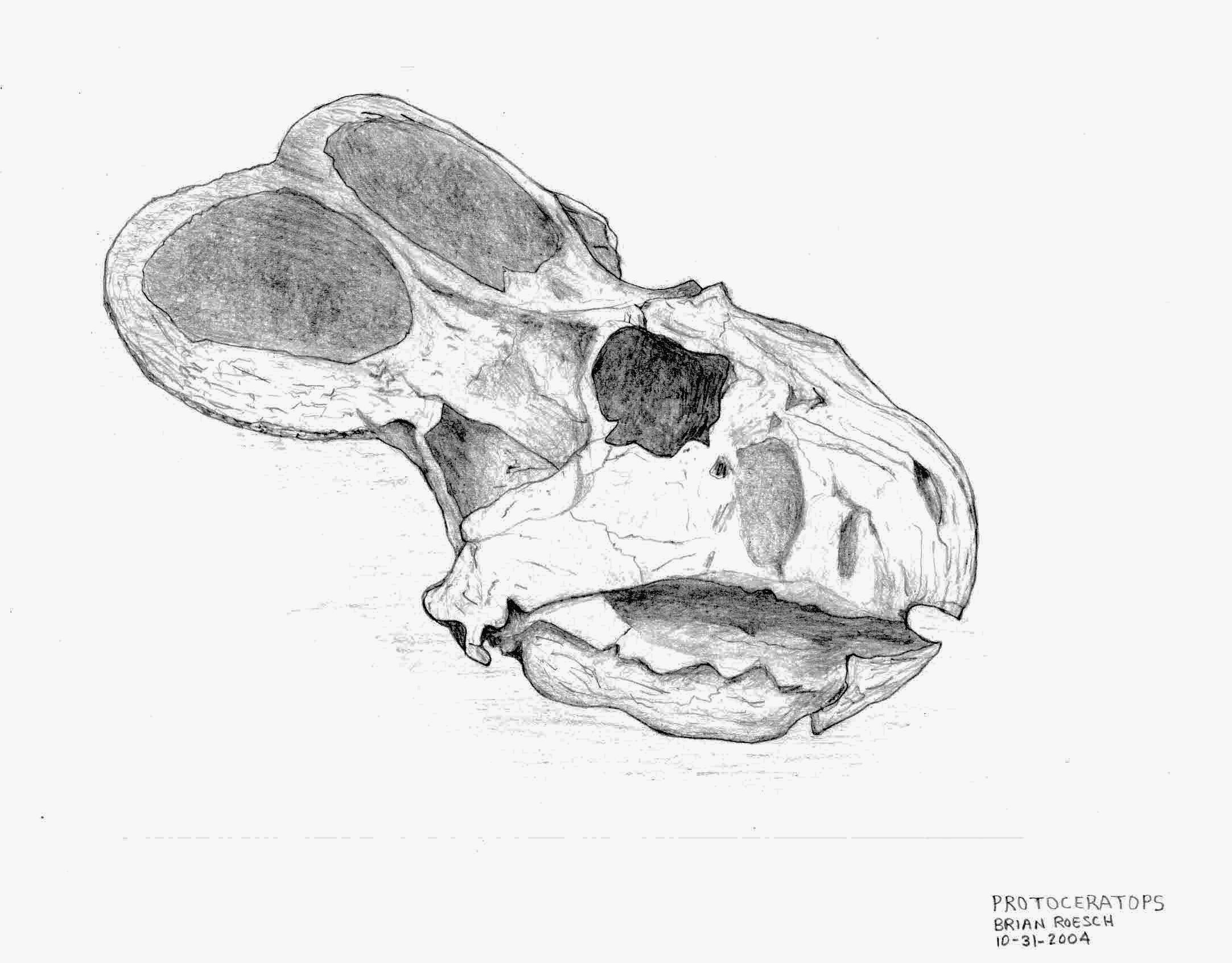 Protoceratops andrewsi skull