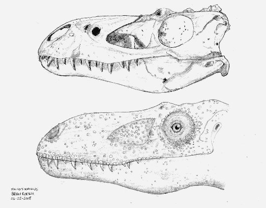 Nanotyrannus skull and head