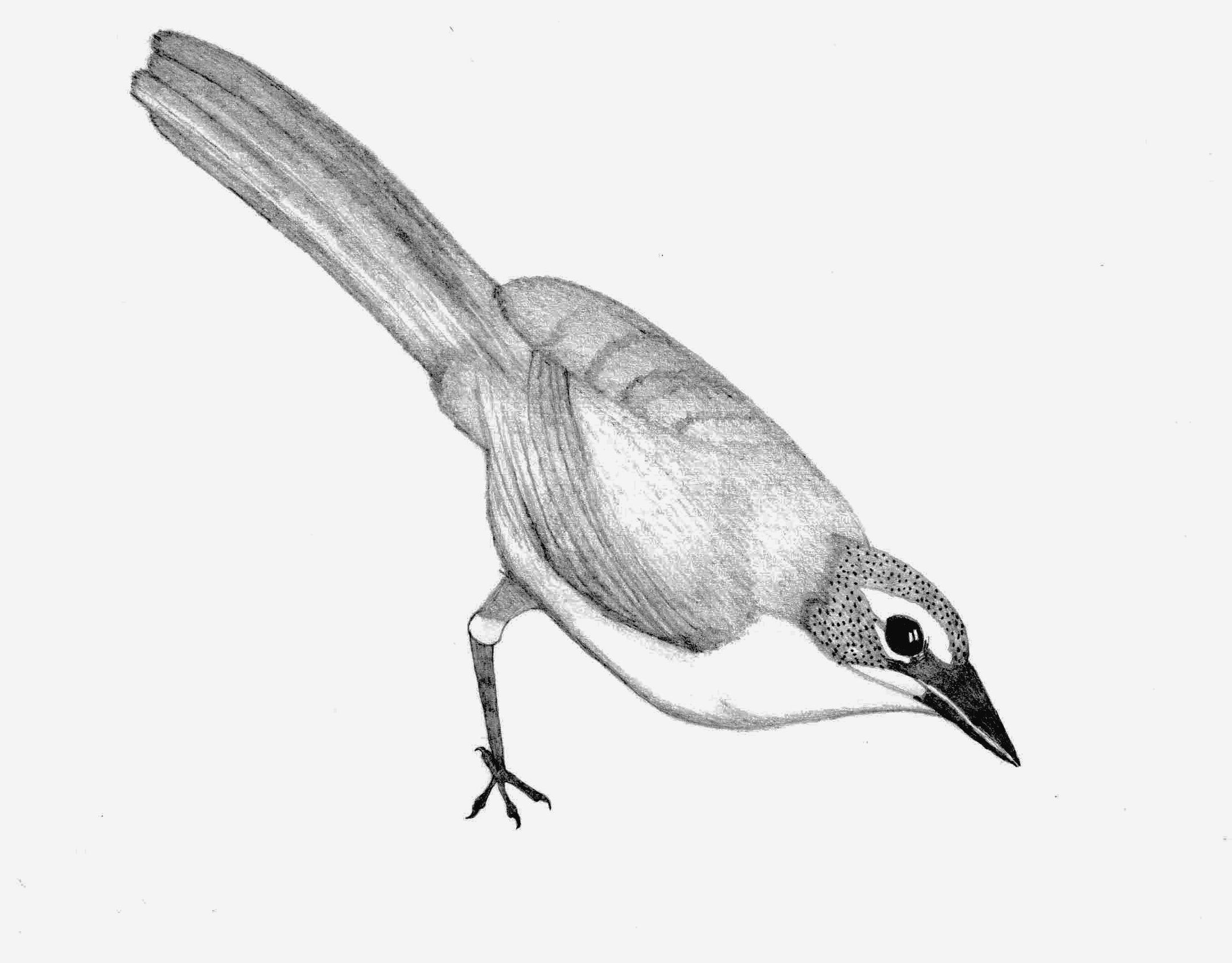 Cathayornis yandica