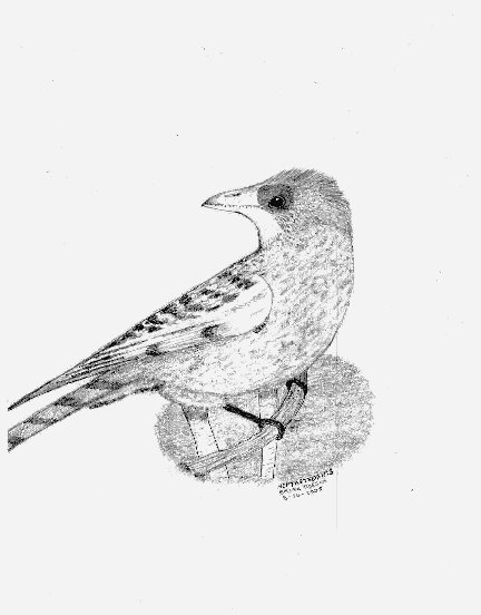 HEPTASTEORNIS by briankroesch