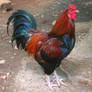 rooster